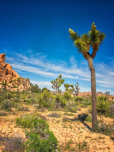 Free Tree Mountains photo and picture