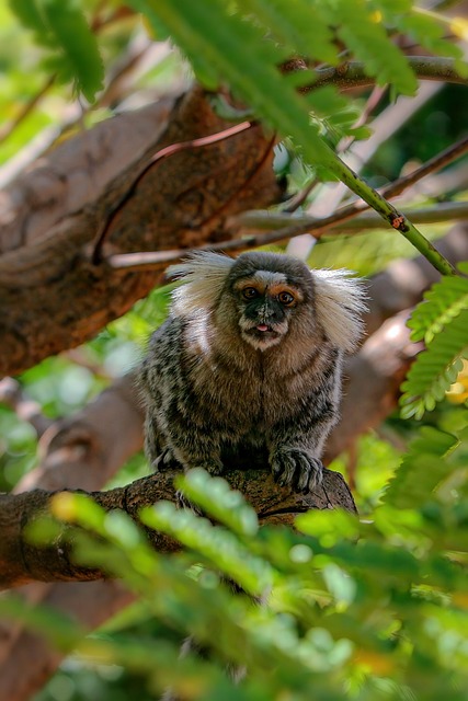 Free Marmoset Monkey photo and picture
