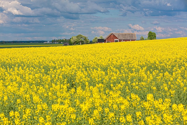 Semilla De Colza, Campo, Casa, Canola