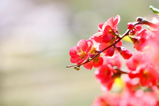 Free Flowers Petals photo and picture