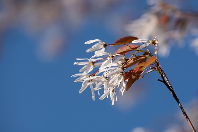 Free Mulberry Tree photo and picture