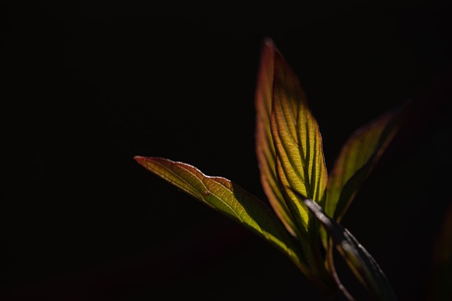 Free Leaves Shoot photo and picture