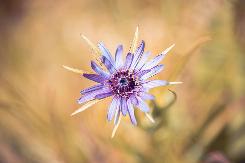 婆罗门参 花 植物 Pixabay上的免费照片 Pixabay 