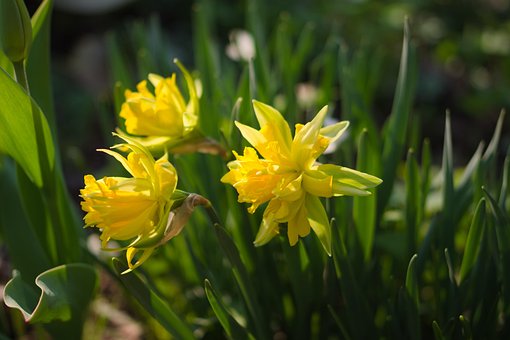 Narzisse, Blumen, Blumen Hintergrund