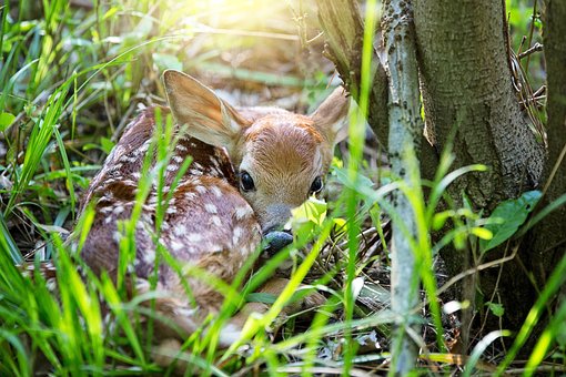 Fawn, Hjorte, Skov, Baby Rådyr, Dyr