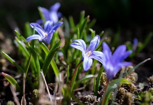 Jardim, Roxa, Planta, Azul, Flor, Folha