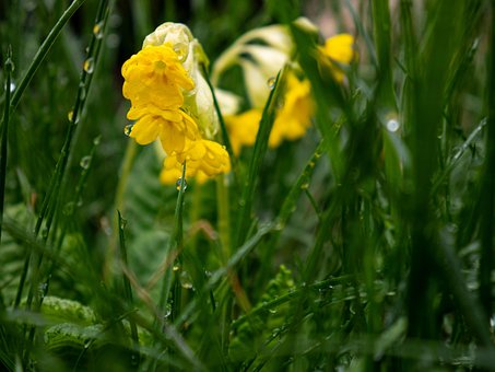 Planta, Flor, Natureza, Prímula