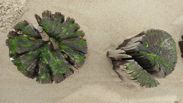Free Beach Sand photo and picture