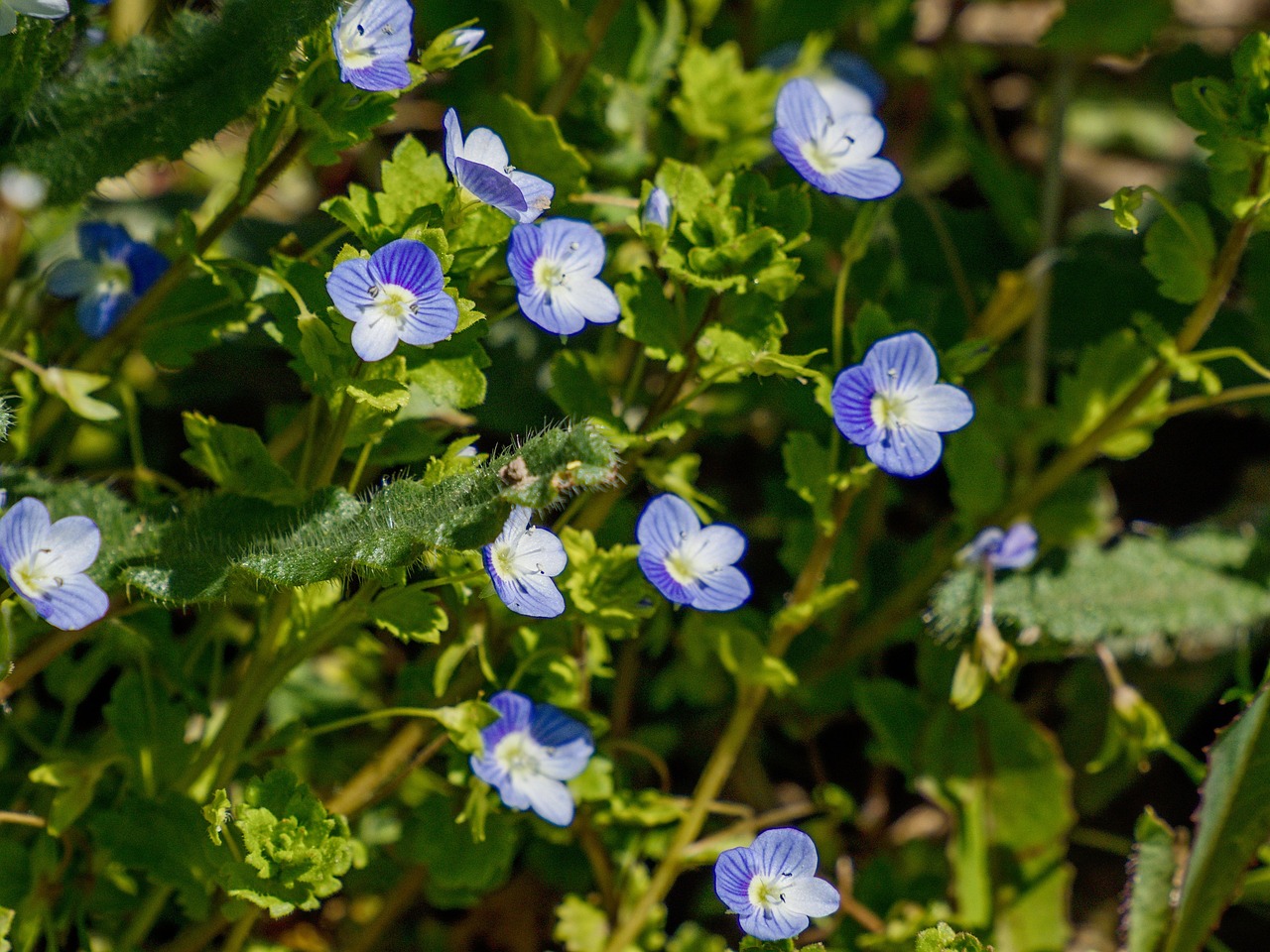 Veronica Bloom Plant Free photo on Pixabay