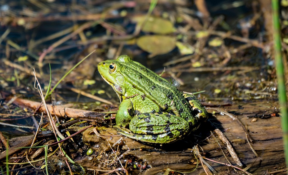 Frosch Grasfrosch Teich Kostenloses Foto auf Pixabay