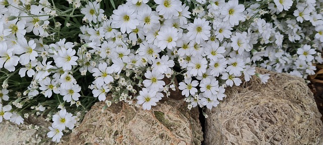 Free Flower Spring photo and picture