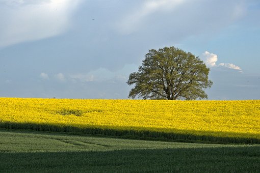 Free Tree Oilseed Rape photo and picture
