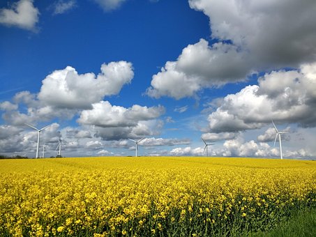 Free Oilseed Rape Heaven photo and picture