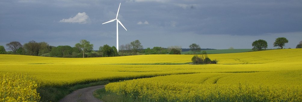 Free Oilseed Rape Windmill photo and picture