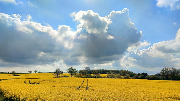 Free Oilseed Rape Clouds photo and picture