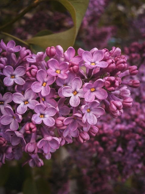 Free Lilac Flower Background photo and picture
