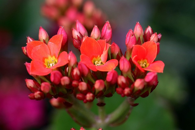 Kalanchoe Flower Nature - Free photo on Pixabay