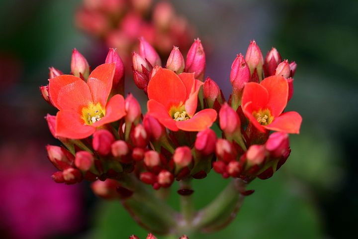 2以上の無料kalanchoe カランコエ画像