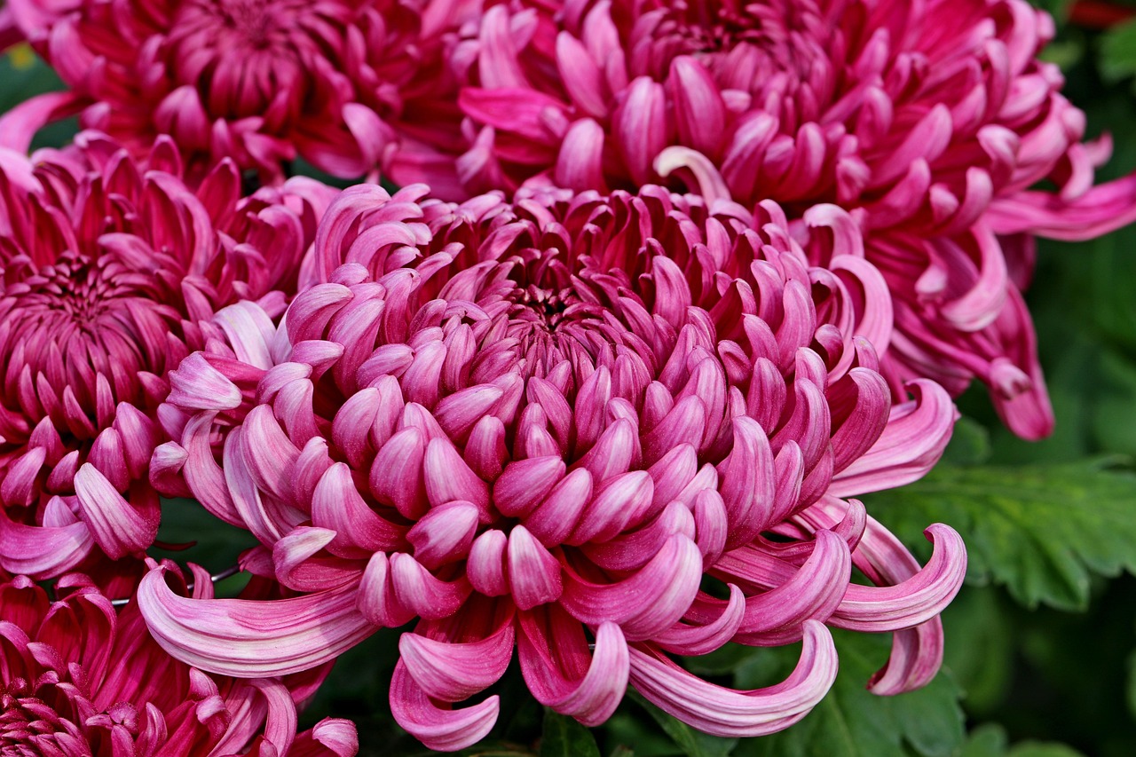 Chrysanthemum Flower Plant Free photo on Pixabay Pixabay