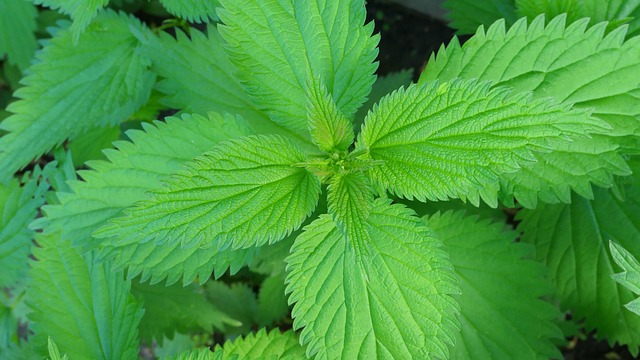 Uriga Urtiga Plantar Verde - Foto gratuita no Pixabay - Pixabay
