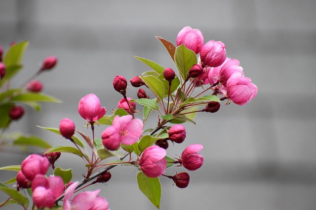 Free Crabapple Tree photo and picture