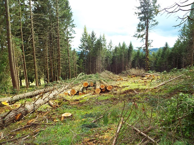 Free Logging Oregon photo and picture
