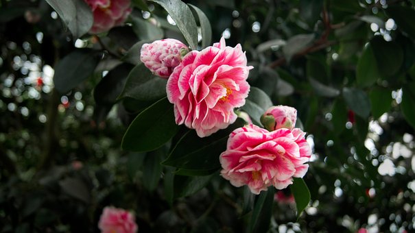 Hage, Botanisk, Natur, Vår, Blomst