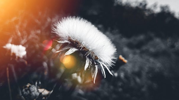 Free Grass Flower Any photo and picture