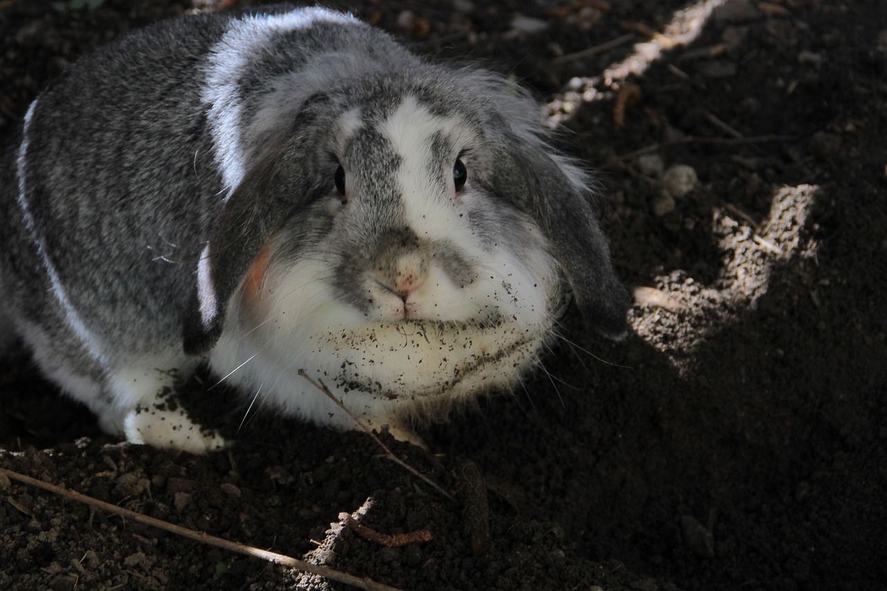 Löwenkopf Kaninchen Fell Hase - Kostenloses Foto auf Pixabay - Pixabay