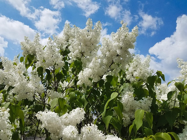 Free Lilac Beautiful photo and picture