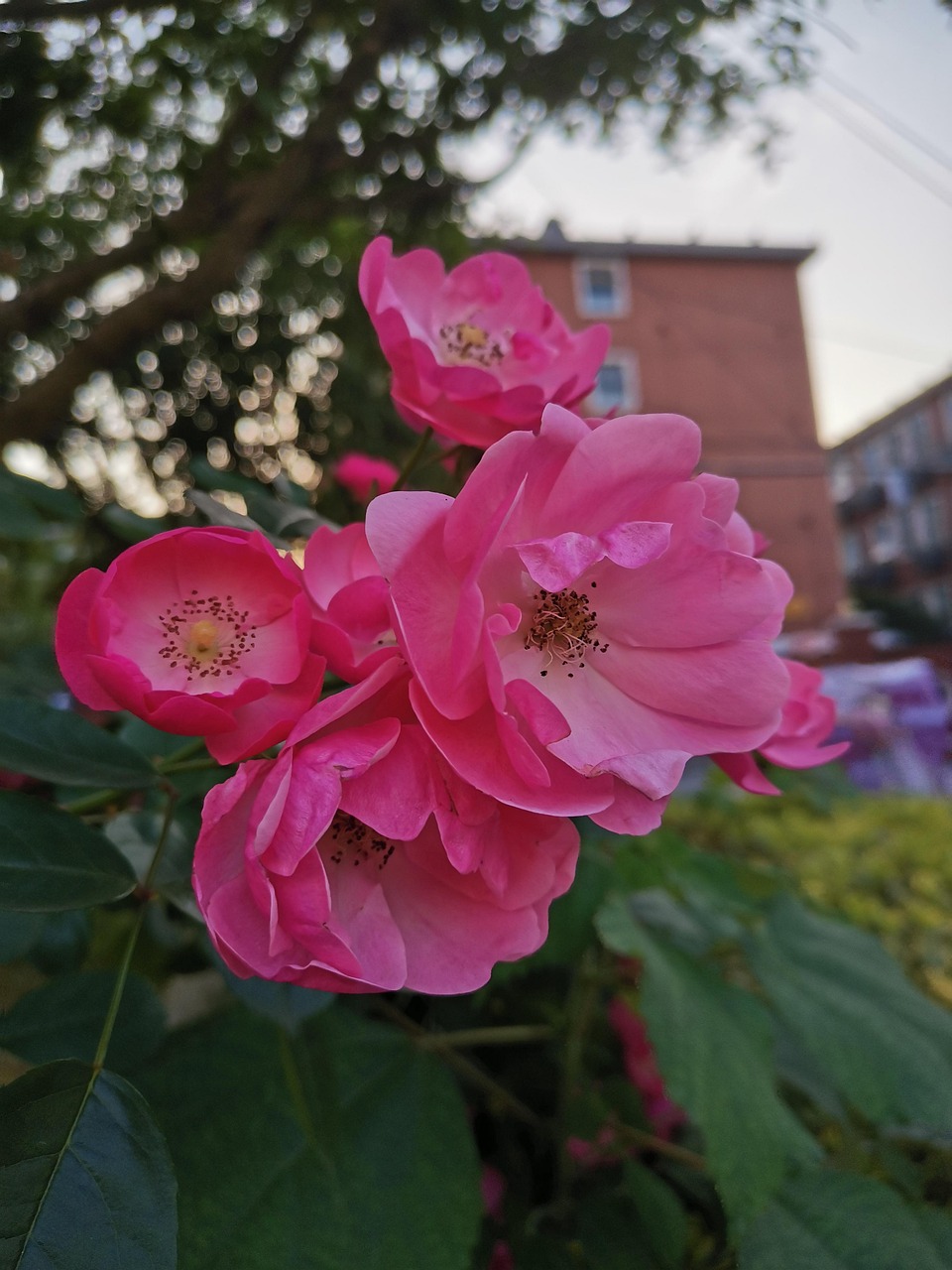 花 夏 - Pixabayの無料写真 - Pixabay