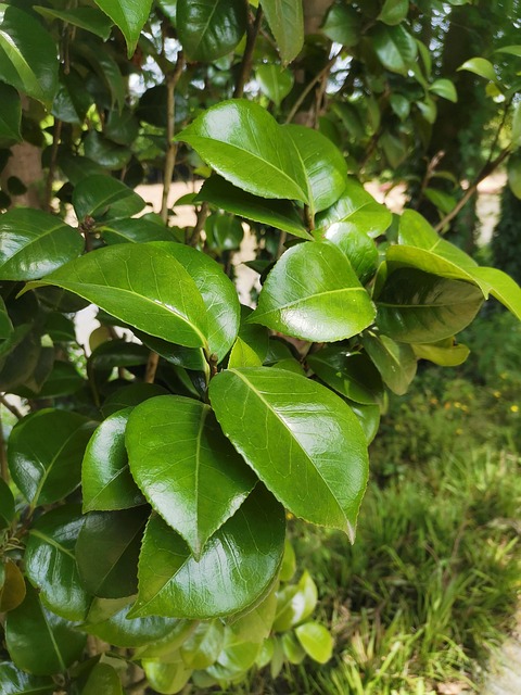 Free Summer Green photo and picture