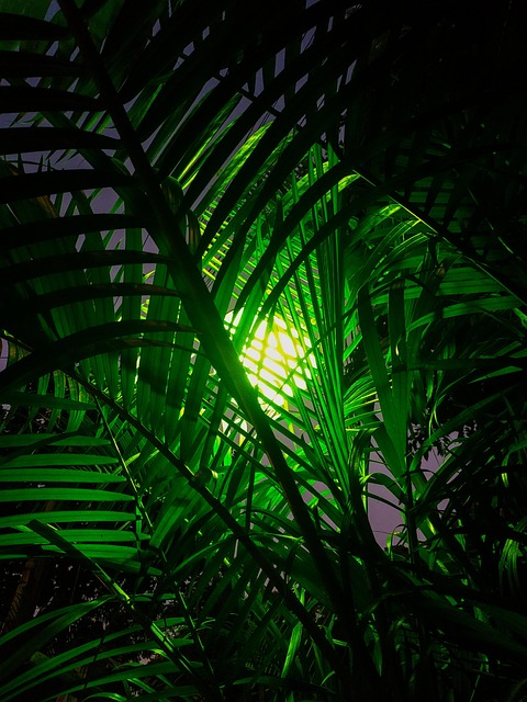 Free Green Light photo and picture