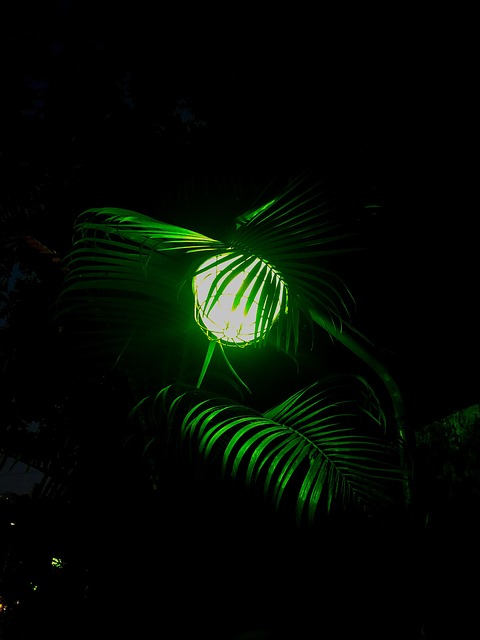 Free Light Green photo and picture