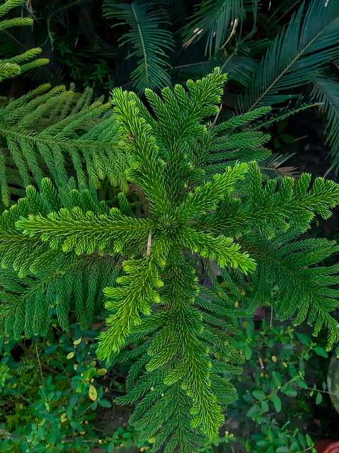 Free Tree Plant photo and picture