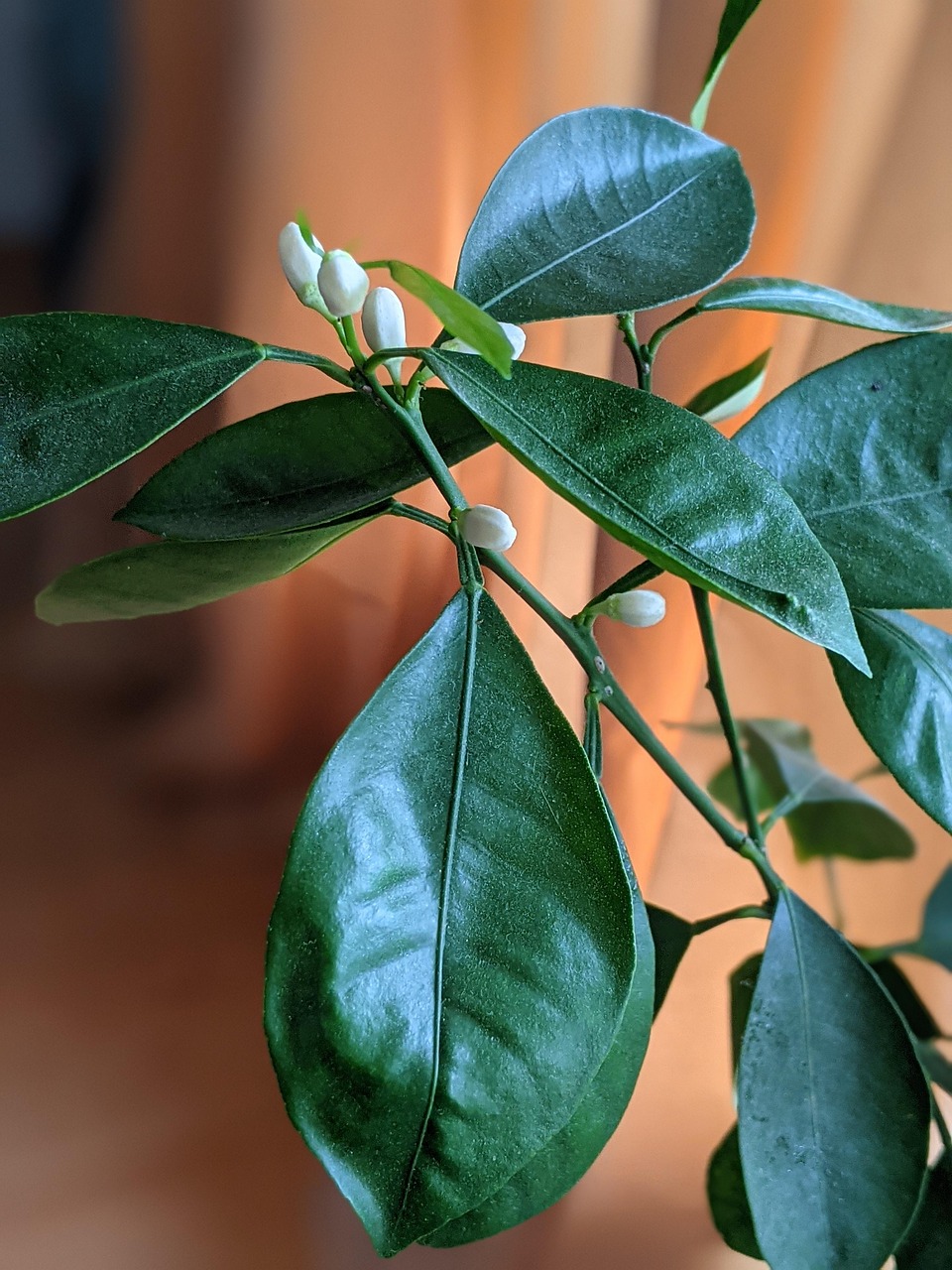Plant Buds Spring - Free photo on Pixabay - Pixabay