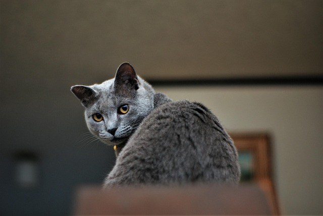 Free Cat Feline photo and picture