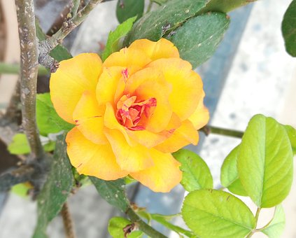 Gul Rose, Rose, Smukke Rose