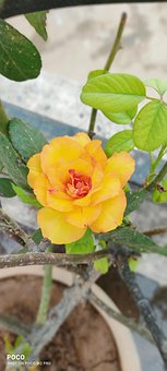 Rose, Gul Rose, Steg Kun