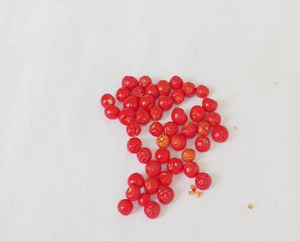 Aswagandha, Frø, Frout Af Aswagandha