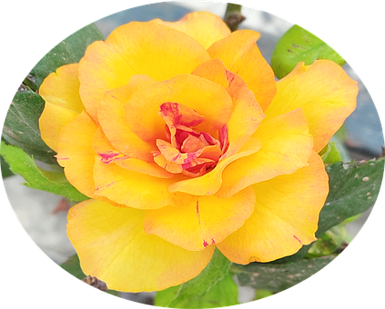Rose, Fri Rose, Gul Rose