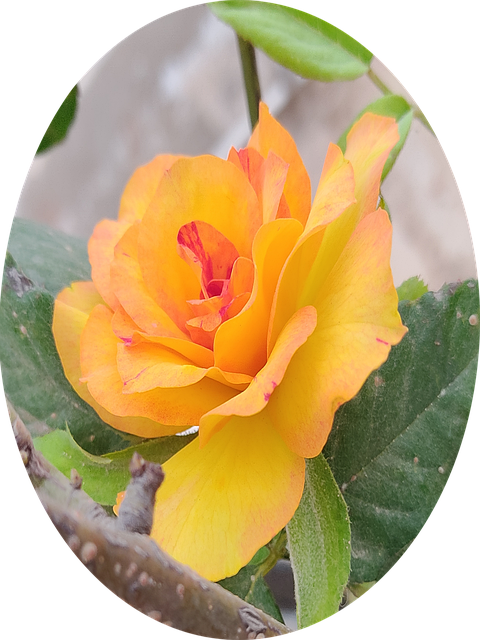 Gul Fri Rose, Rose Med Blade, Rose