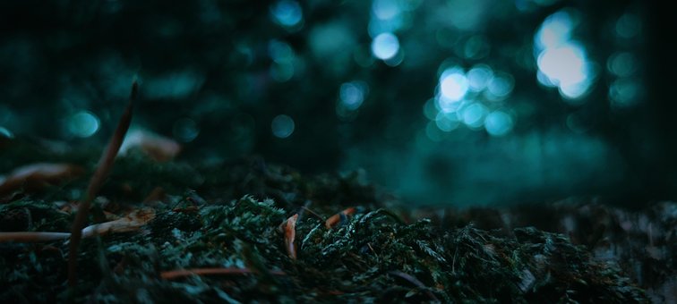 Free Forest Moss photo and picture