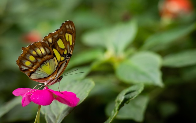 Free Butterfly Flower photo and picture
