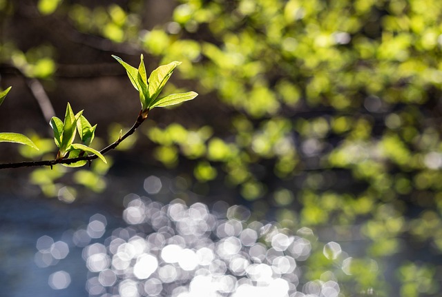 Free Leaves Shoot photo and picture