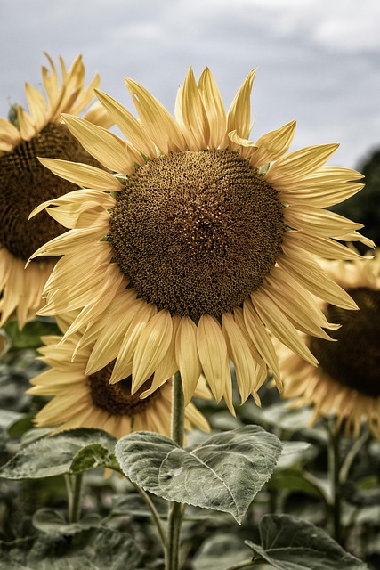 Free Sunflower Flower photo and picture