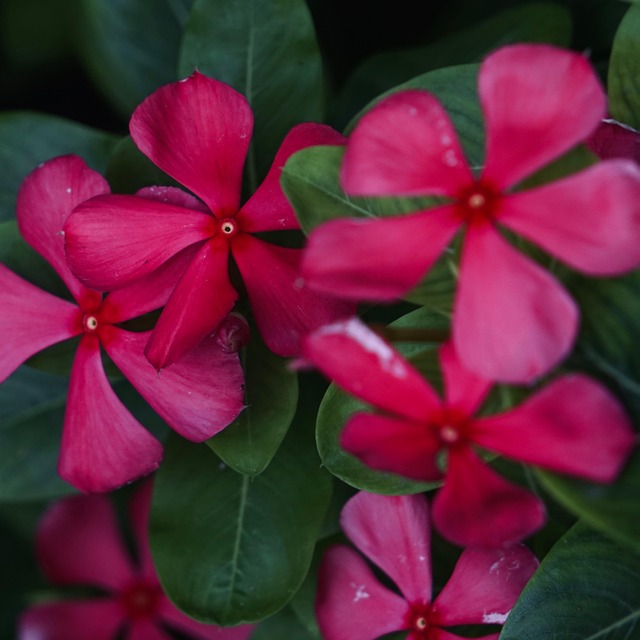 Free Flowers Leaves photo and picture