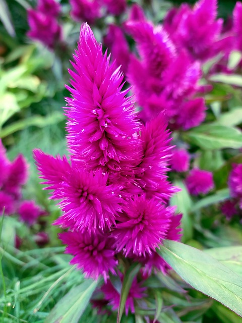 Free Celosia Flowers photo and picture