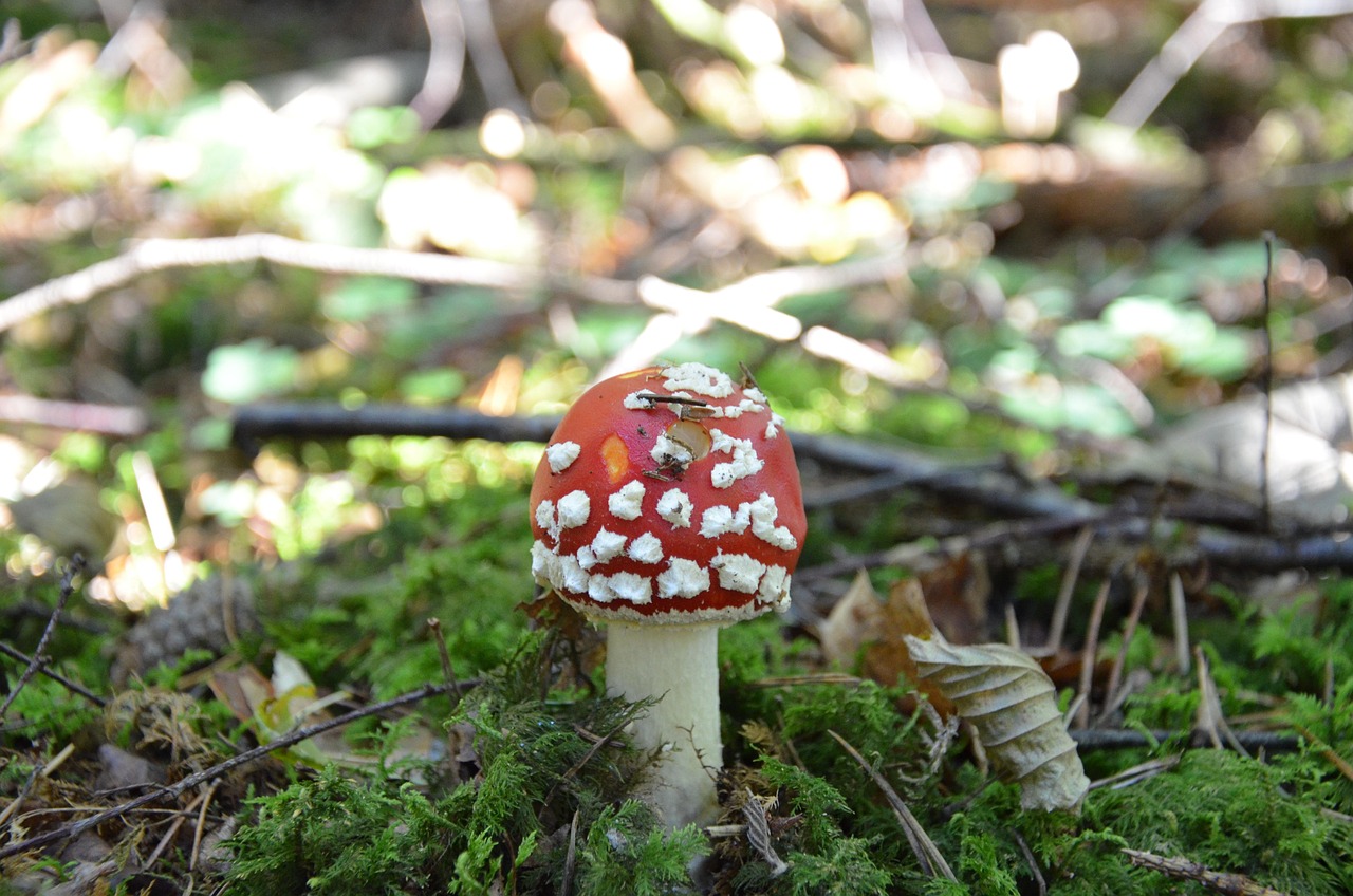 キノコ ベニテングタケ 真菌 - Pixabayの無料写真 - Pixabay