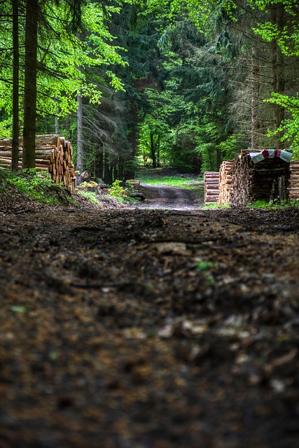 Free Forest Nature photo and picture